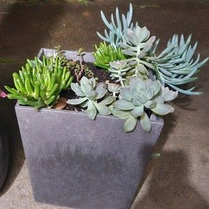 Meet your Posher, Jane